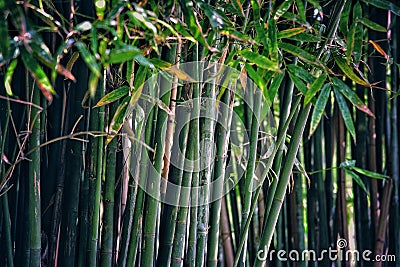 Green bamboo forest in early spring Stock Photo