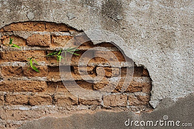 Green bamboo growing from crack of stone wall Stock Photo