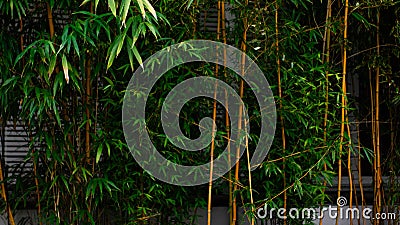 A green bamboo hedge Stock Photo