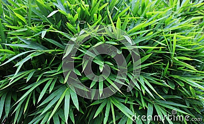 Green Bamboo Leaves Stock Photo