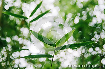 Green bamboo leaves in macro closeup Stock Photo