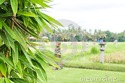 Green Bamboo in nature of Bali island, Indonesia. Stock Photo