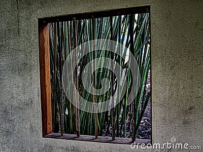 Green Bamboo Plant Stalks Framed in Garden Window Stock Photo