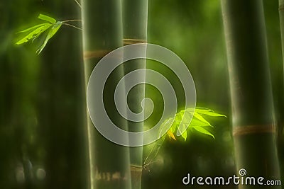 Green bamboo Stock Photo