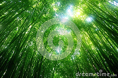 Green bamboo tree Stock Photo