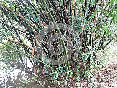 green bamboo tree with leaves in the forest in rainy weather, India Stock Photo