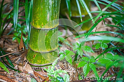Green bamboo tree trunks in grass Stock Photo