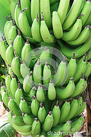 Green bananas Stock Photo