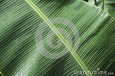 Green banana leaf background pattern philippines Stock Photo