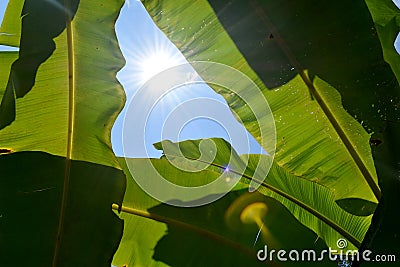 Green Banana leaf backlit sunlight and sky Stock Photo