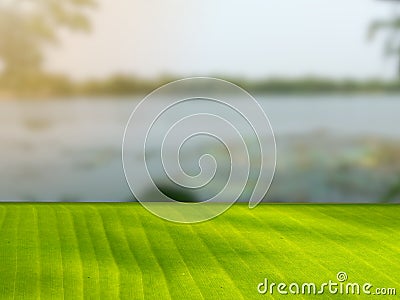 Green banana leaf counter at sunrise in the swamp at dawn. Can be used as a display stand for presentations and advertisements Stock Photo