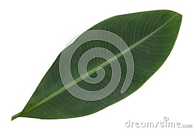 Green banana leaf Stock Photo