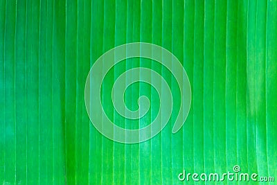 Green banana leave background. Stock Photo