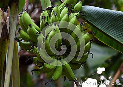 Green banana ready to ripe Stock Photo