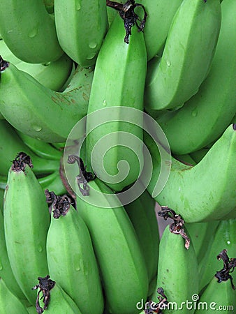 Green bananas Stock Photo