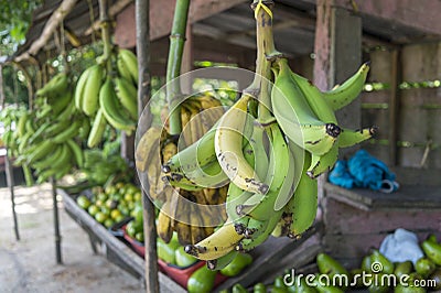 Green Bananas - Colombia Stock Photo