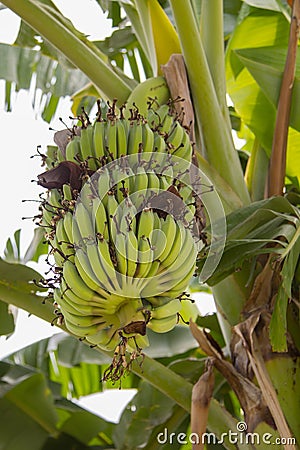 Green Bananas Hanging on Banana Tree Stock Photo