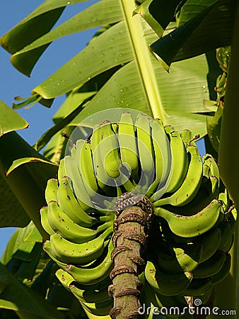 Green Bananas on the Tree Stock Photo