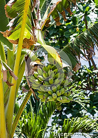 Green bananas on tree Stock Photo