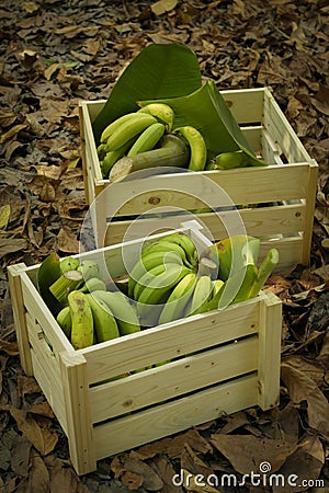 Green bananas in wood boxes Stock Photo