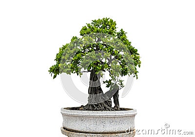 Green banyan tree with a white background Stock Photo