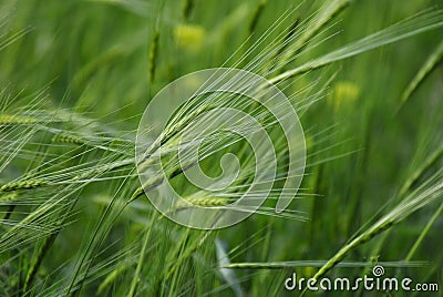 Green barley Stock Photo