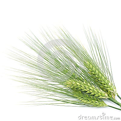 Green barley Stock Photo