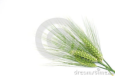 Green barley Stock Photo