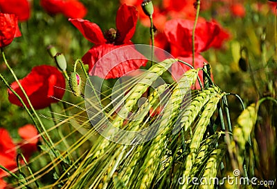 green barley crop ears or heads in closup view with red poppy Stock Photo