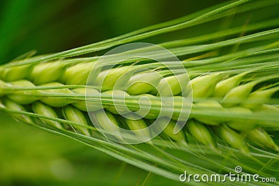 Green Barley Ear Stock Photo