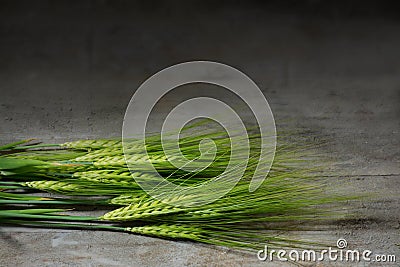 Green barley ears on dark rustic wood Stock Photo