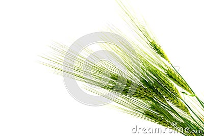 Green barley ears isolated on a white background Stock Photo