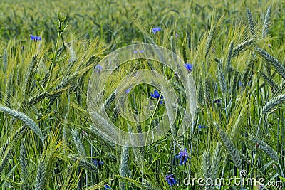 Green barley field in early summer Stock Photo
