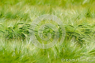 Green Barley Field Stock Photo