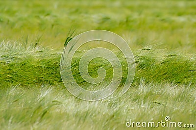 Green Barley Field Stock Photo