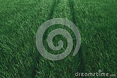 Green barley field, high angle view aerial photography Stock Photo