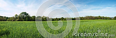 Green barley panoramic field Stock Photo