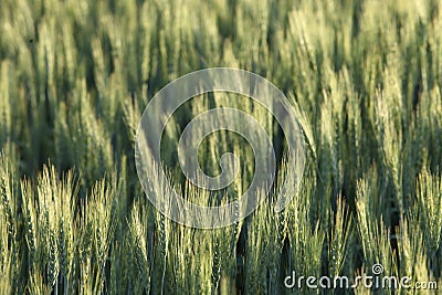 Green barley stalks growing in an Idaho farm field. Stock Photo