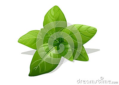 Green Basil Isolated On White Background Cartoon Illustration