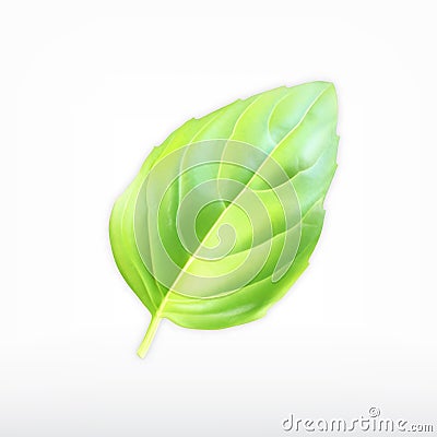 Green basil leaf Vector Illustration