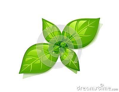 Green basil leaf. Vector illustration. Vector Illustration