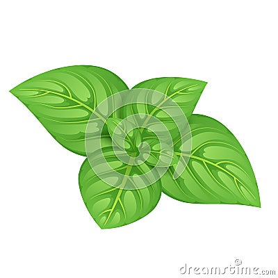 Green basil leaves vector illustration. Vector Illustration