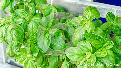 Green basil plant growing lush foliage, pinched to encourage growth, in summer season, on a patio herb garden near a lattice. Good Stock Photo