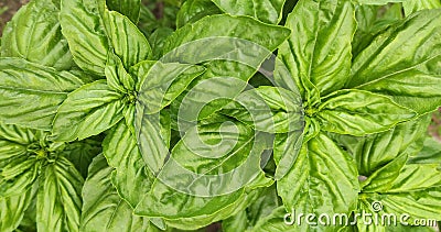 Green basil plantation. Garden natural organic food Stock Photo