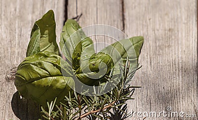 Green basil and rosemary herb Stock Photo