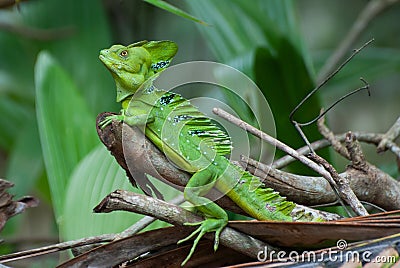 Green Basilisk Basiliscus plumifrons, or Jesus Christ Lizard o Stock Photo