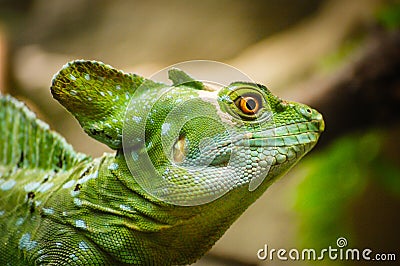Green basilisk lizard. Close-up view of a green Plumed basilisk Basiliscus plumifrons. Detail of the eye of green reptile. Stock Photo