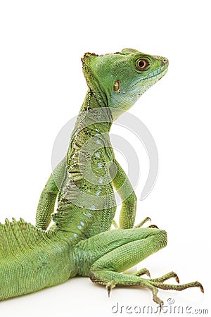 Green basilisks Stock Photo