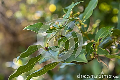 Green bay leaf growing in nature, spice ingridient background Stock Photo