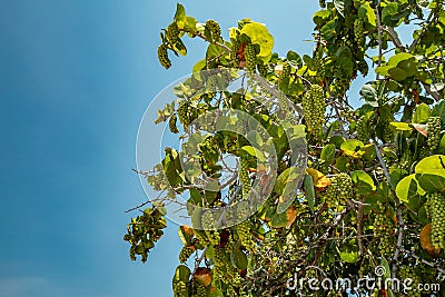 Bunches of green beach grape growing on tree branches Stock Photo